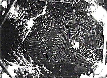 Edderkopper tilpasset rummet, væver et næsten perfekt web
