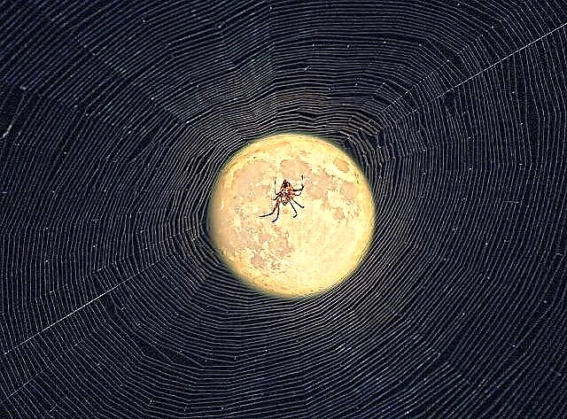Awesome Astrophotos: Caught in the Web of the SuperMoon