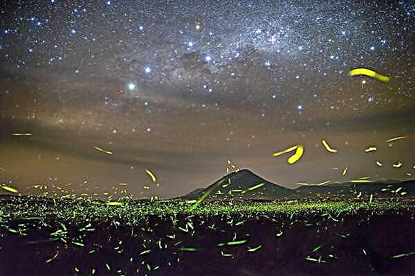 Firefly astronoomia
