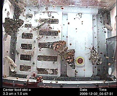 Butterflynauts tauchen auf der ISS aus Kokons auf