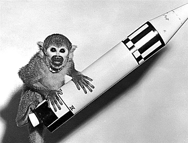 NASA for å finansiere primatstråling
