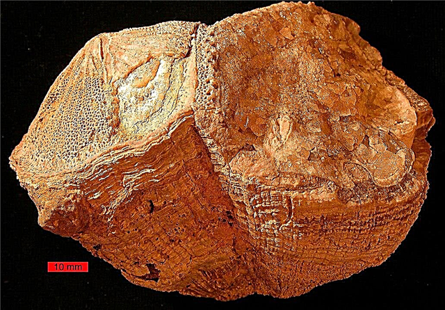 70 milhões de anos atrás, os dias eram 30 minutos mais curtos, de acordo com este molusco antigo