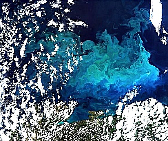 Earth From Space: Plankton Bloom