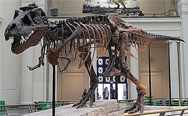 Novo estudo quer rasgar o T-Rex de seu lugar na árvore Dino
