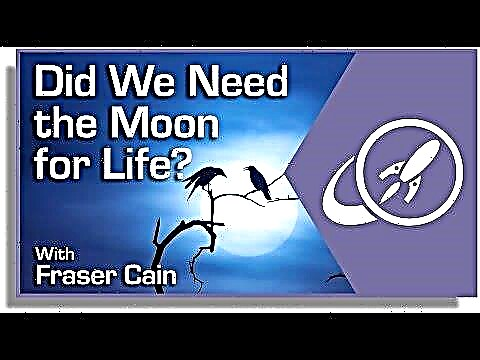 Hadden we de maan nodig voor het leven?