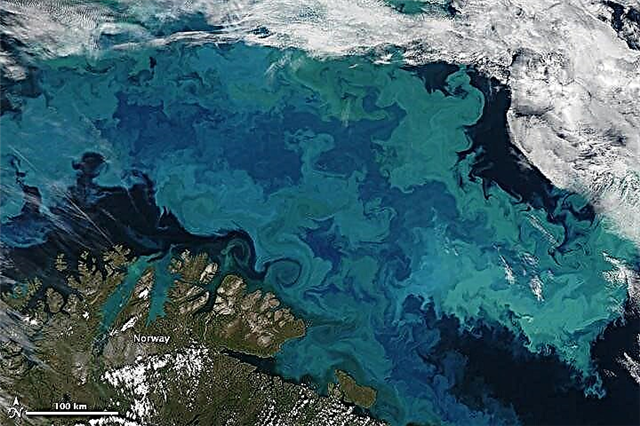 Explosieve fytoplanktonbloei vanuit de ruimte gezien