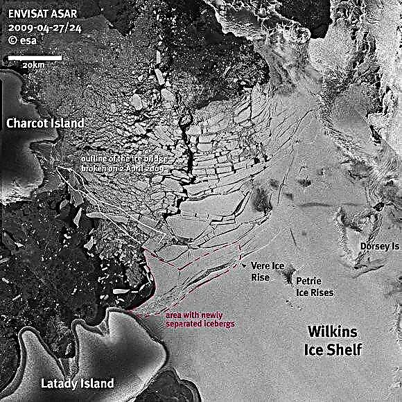 Icebergs rompendo com a plataforma de gelo Wilkins
