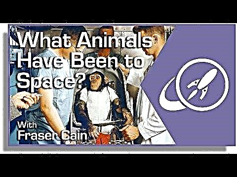 Які тварини потрапили в космос?