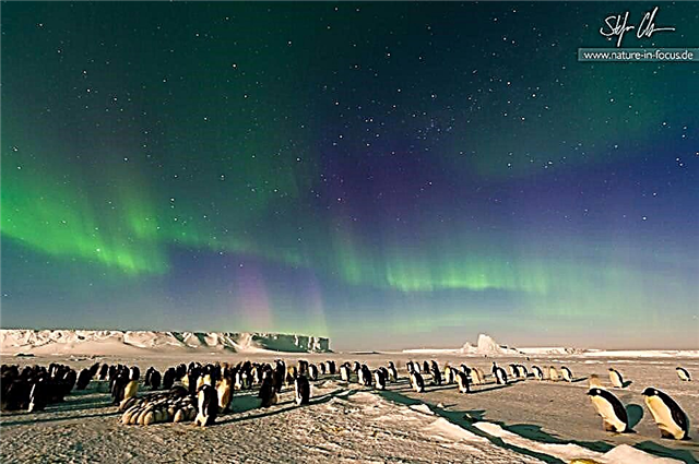 Imagen única en la vida: pingüinos emperador bajo la aurora austral