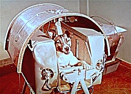 우주로 가장 먼저 갔던 개는 누구입니까?