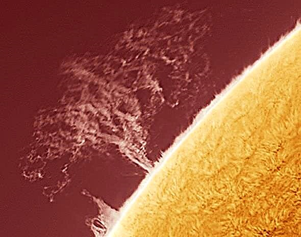 Un „copac” de ramură a plasmei solare - Revista spațială